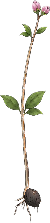 Seedling